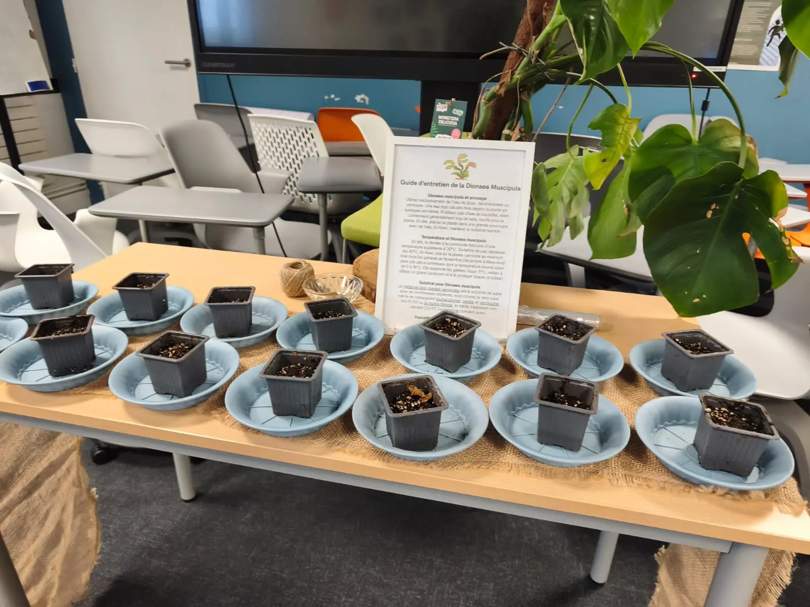 Atelier plantation installé dans une salle de bureau : un godet de terre par participant.
