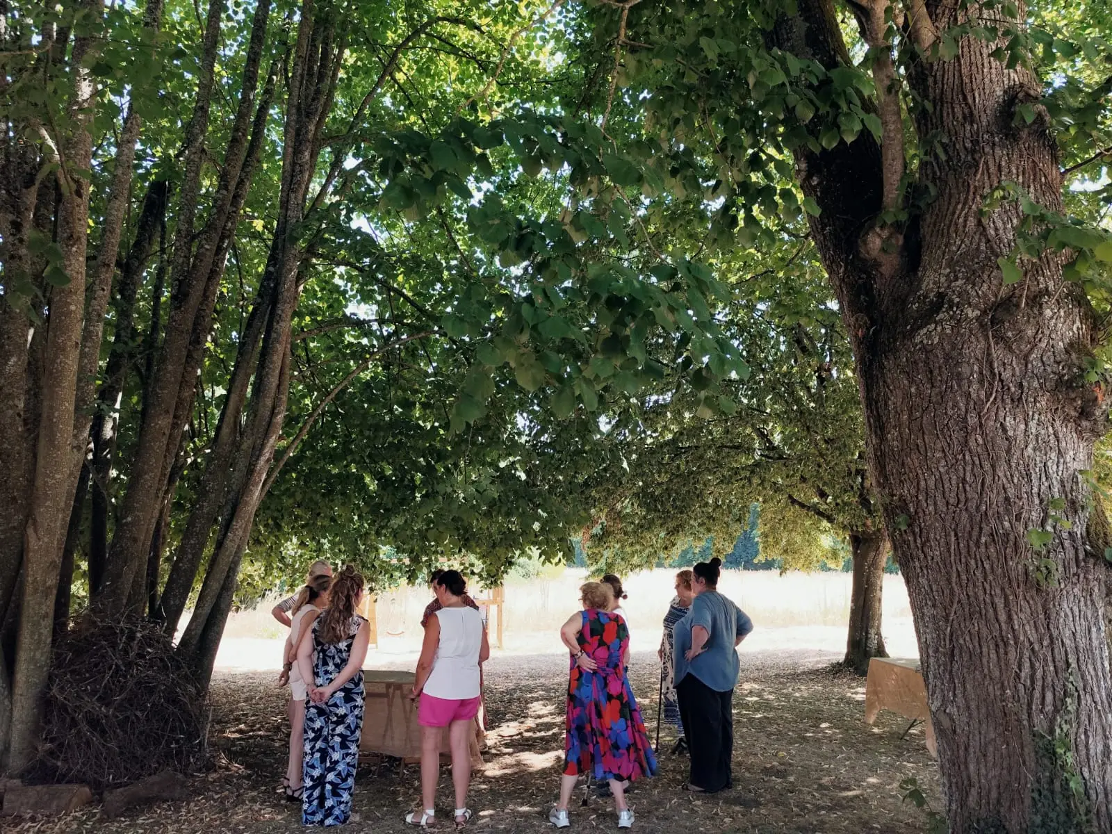 Un groupe en balade sous de grands arbres.